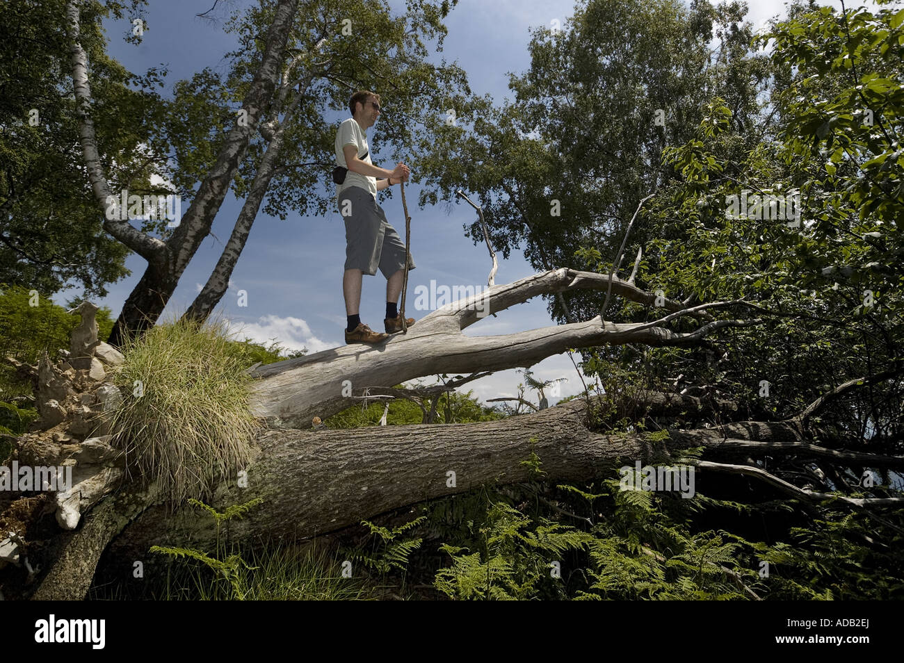 Mann steht auf gefallen Baum im Wald, Berg Palodina, nördliche Toskana Italien Stockfoto