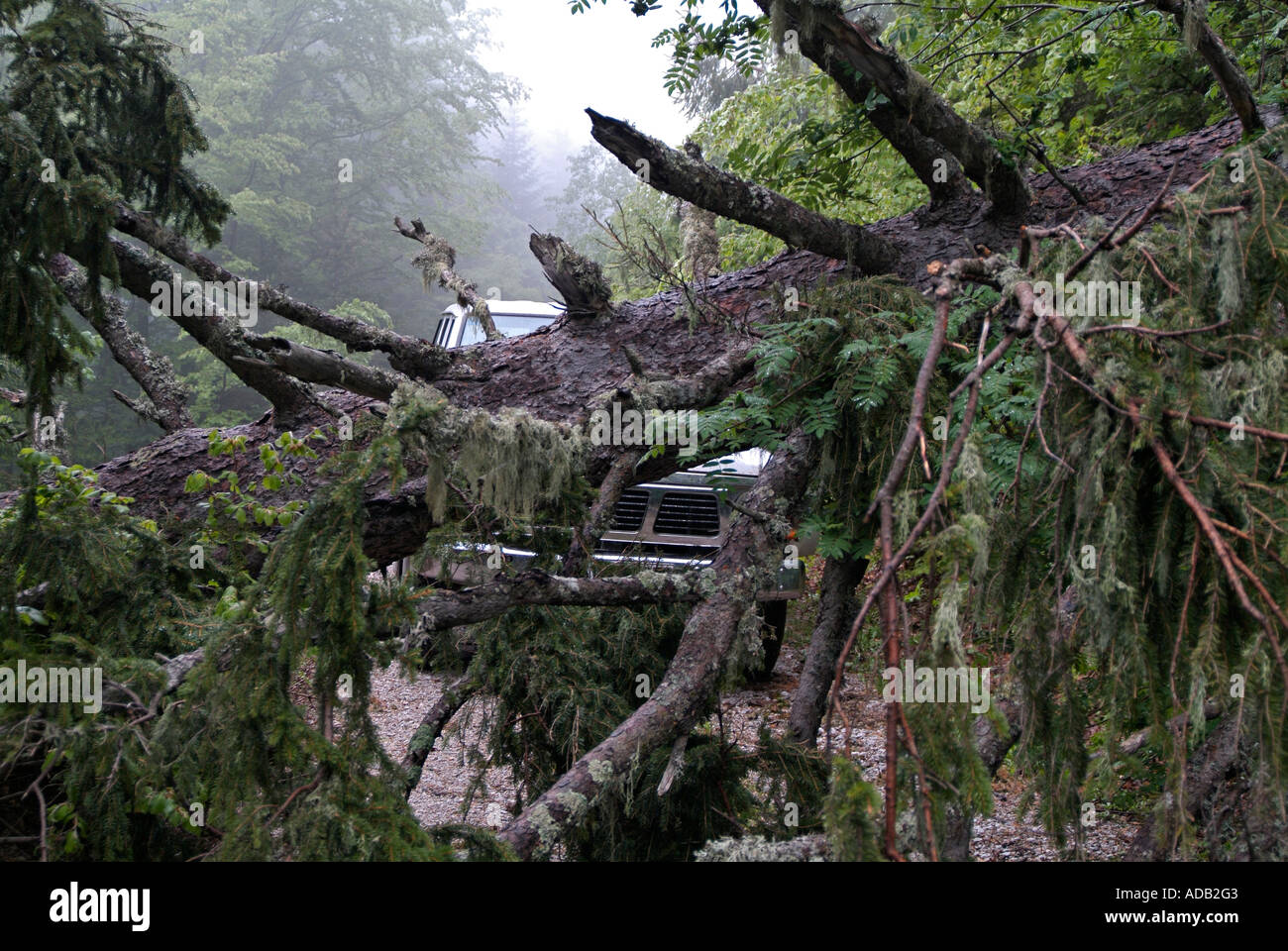 Geländewagen auf einem Bergweg durch einen umgestürzten Baum blockiert die Strecke während einen eingehenden Sturm Fluchtversuch gestoppt Stockfoto