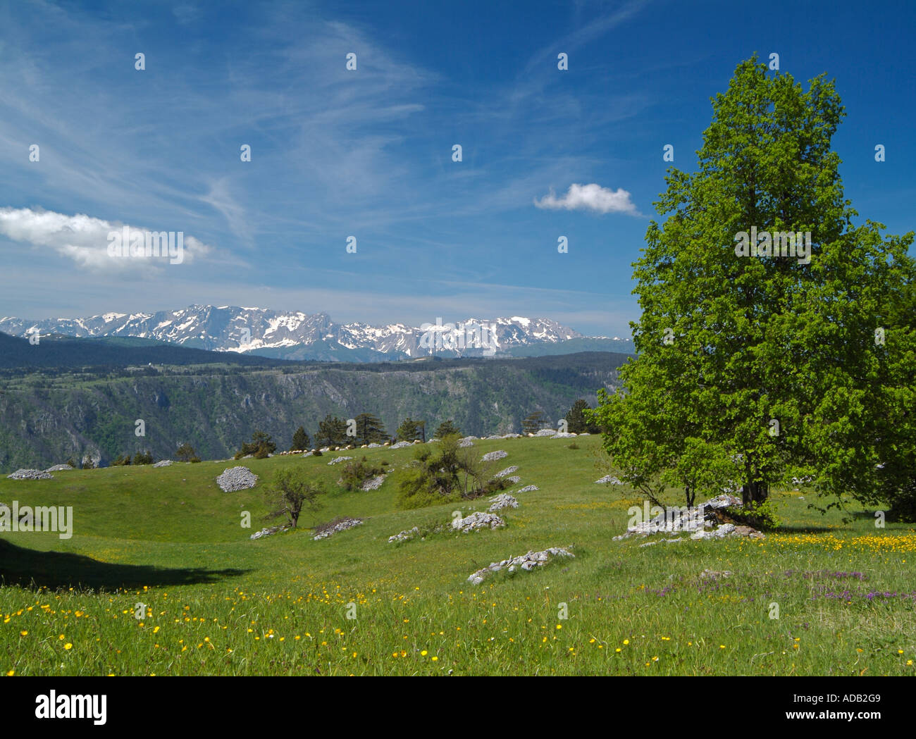 Almwiese und ein einzelner Baum mit den Bergen Maglić und Zelengora in der Ferne Bosnien-Herzegowina Stockfoto