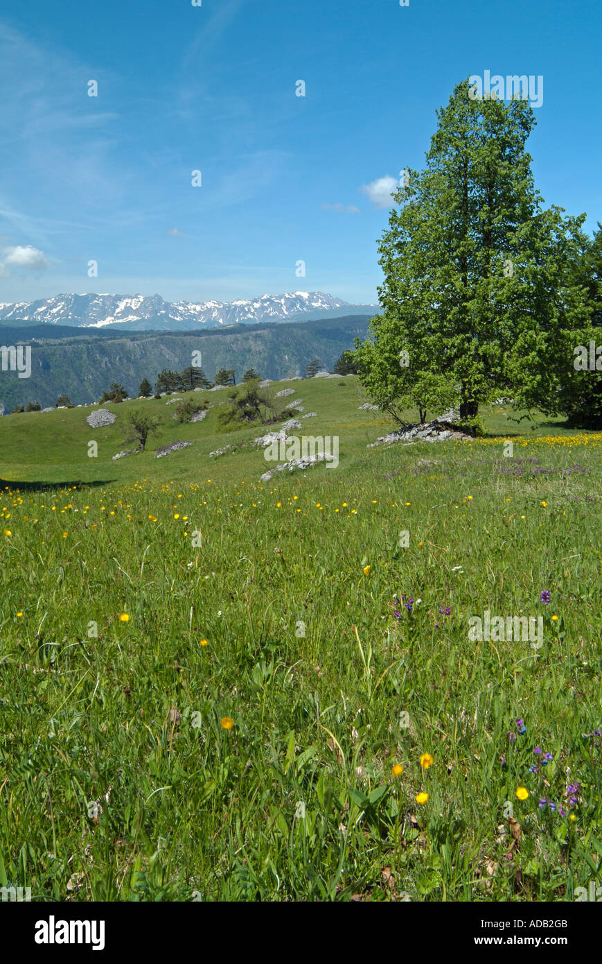 Almwiese und ein einzelner Baum mit den Bergen Maglić und Zelengora in der Ferne Bosnien-Herzegowina Stockfoto