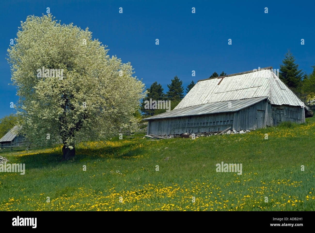 Scheune und ein Baum in voller Blüte in einer Almwiese angrenzend an die Tara-Schlucht an der Grenze zwischen Bosnien und Montenegro Stockfoto