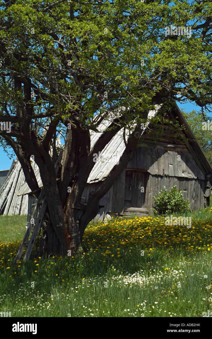 Scheune und einem Baum in einer Almwiese angrenzend an die Tara-Schlucht in den Grenzgebieten von Bosnien-Herzegowina und Montenegro Stockfoto