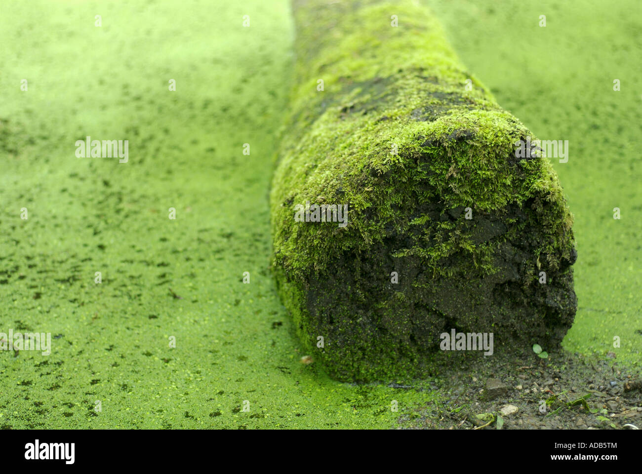 Moos bedeckte Log in einem Fluss voller Algen Cromford Canal Peak District Stockfoto