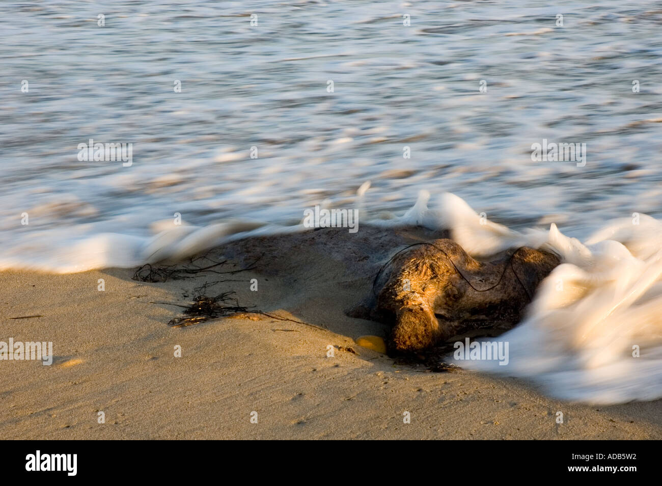 Wellenbewegung & Treibholz. Bacara (Haskell) Beach, Kalifornien, Stockfoto