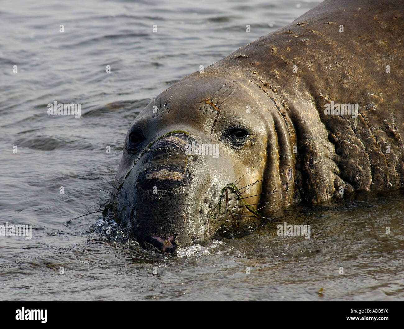 Kämpfe gegen Sie Narben. Eine männliche nördlichen See-Elefanten [Mirounga Angustirostris], bewachen das Gebiet Stockfoto