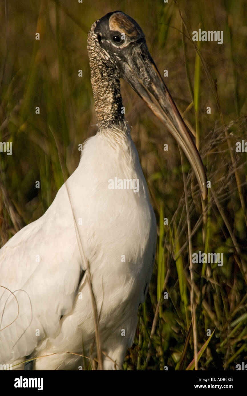 Holz-Storch Stockfoto