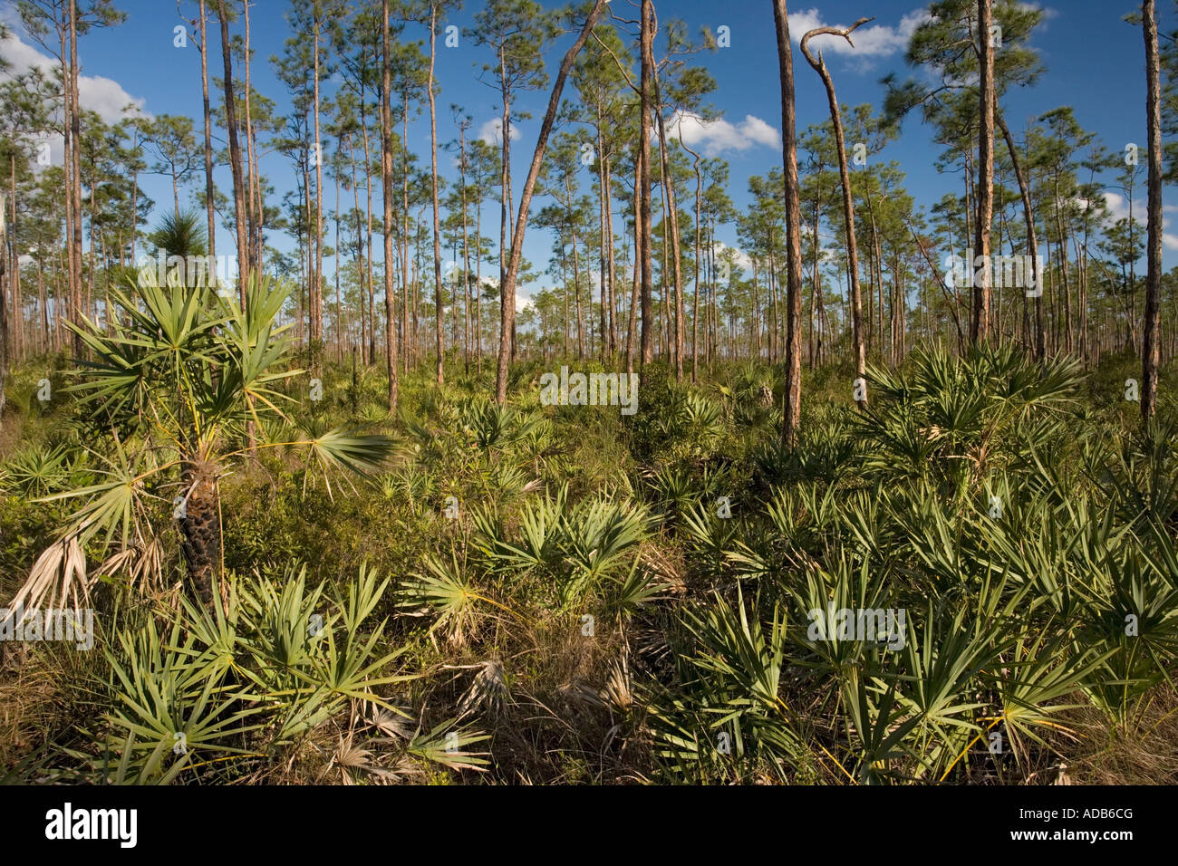 Slash Pine, Pinus elliottii, und sah palmetto, Serenoa repens Wald im Everglades National Park Stockfoto