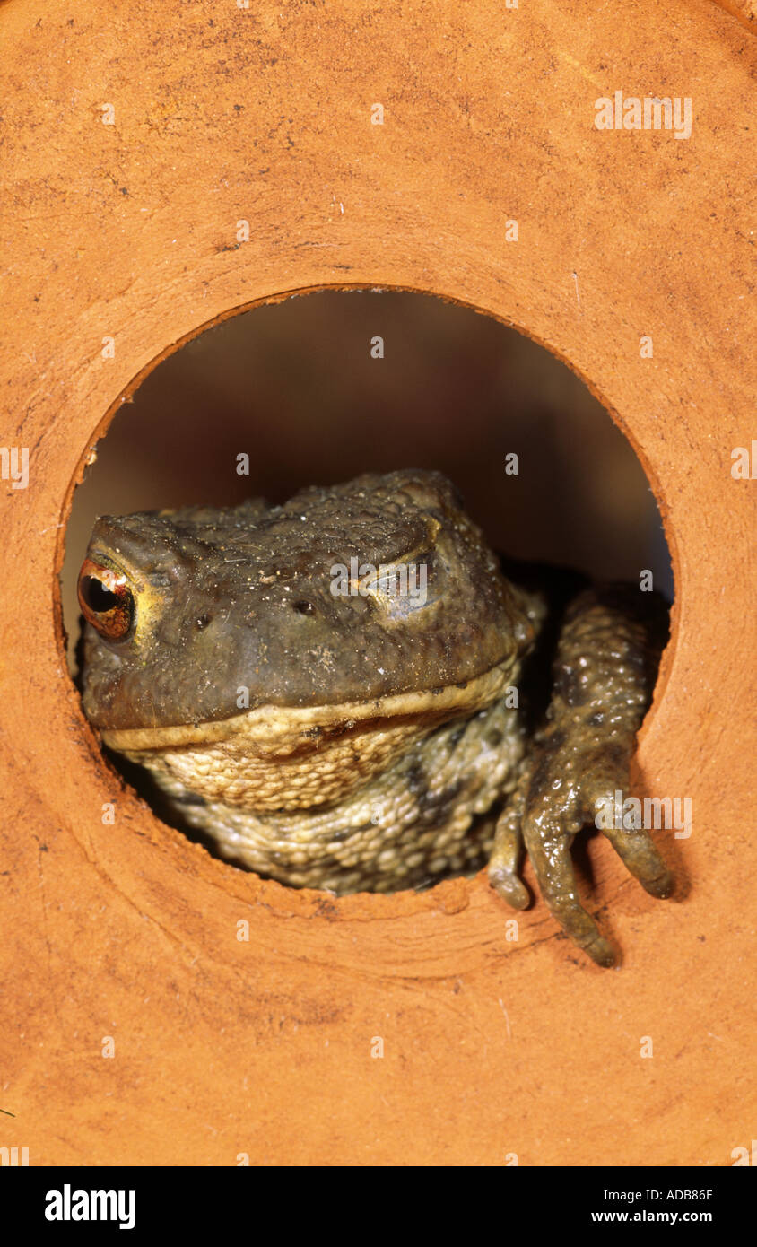 Gemeinsamen Kröte Zwinkern in "Flower Pot" "Bufo Bufo" Stockfoto