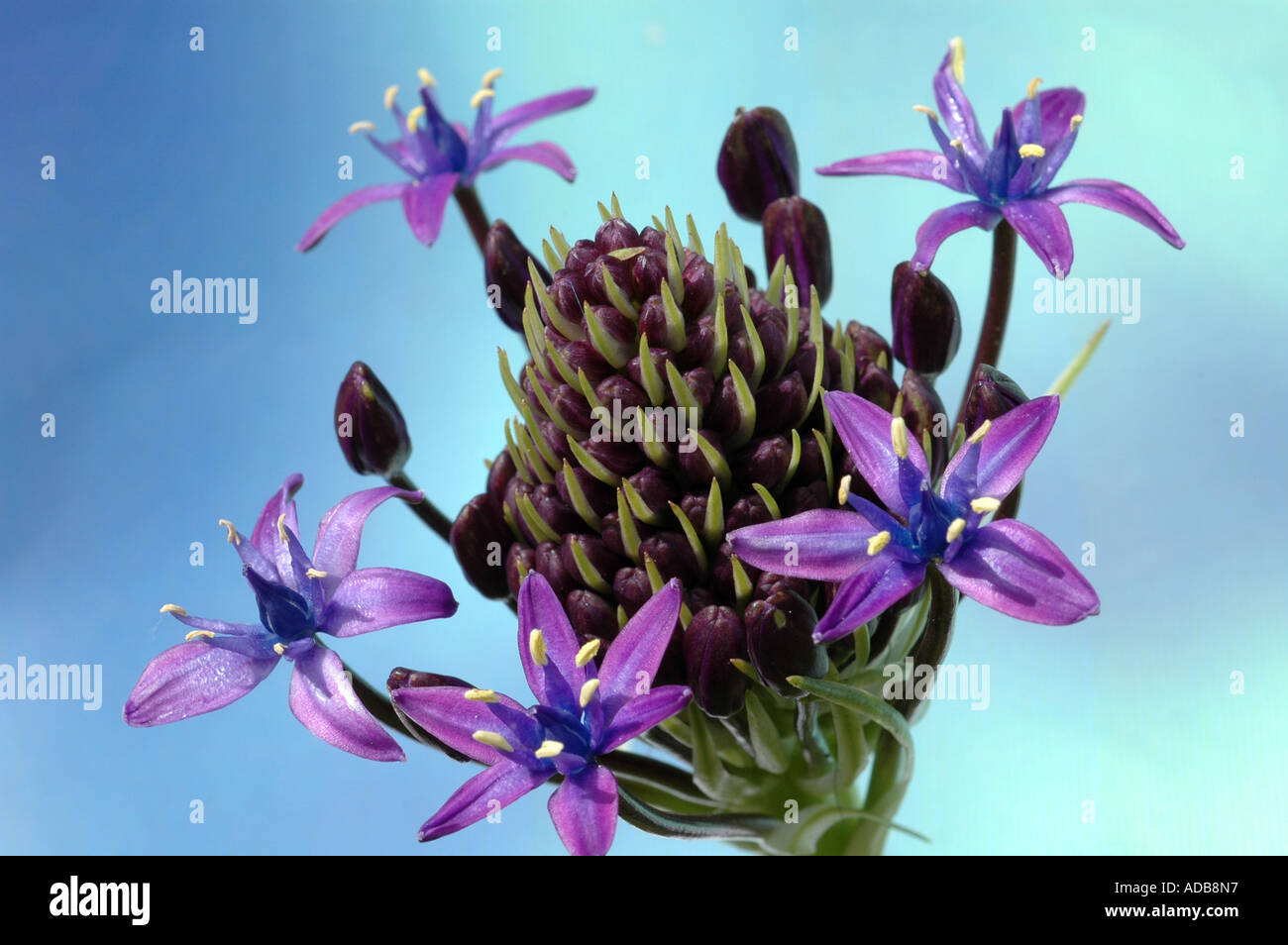 Peruanischer Blaustern - Scilla peruvianna Stockfoto