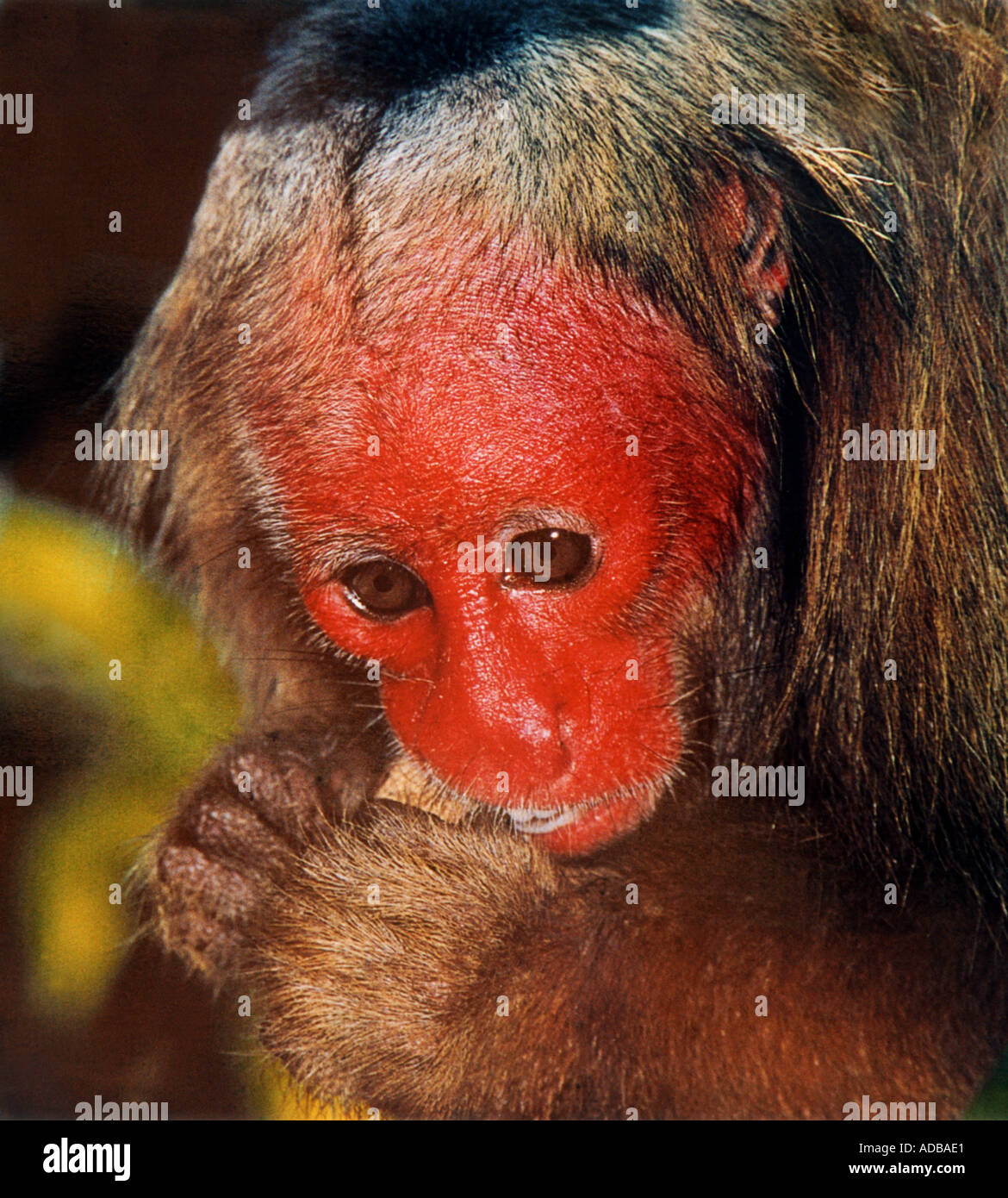 Red-faced, Bär oder Stumpf-tailed Macaque, Macaca arctoides, Fußball oder Handball. Südasien Stockfoto