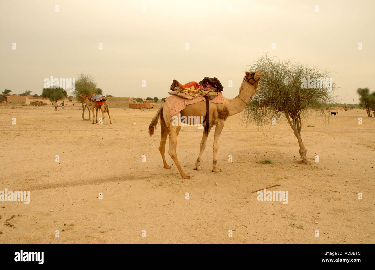 Kamel in der Wüste von Rajasthan nahe der pakistanischen Grenze Weiden Stockfoto