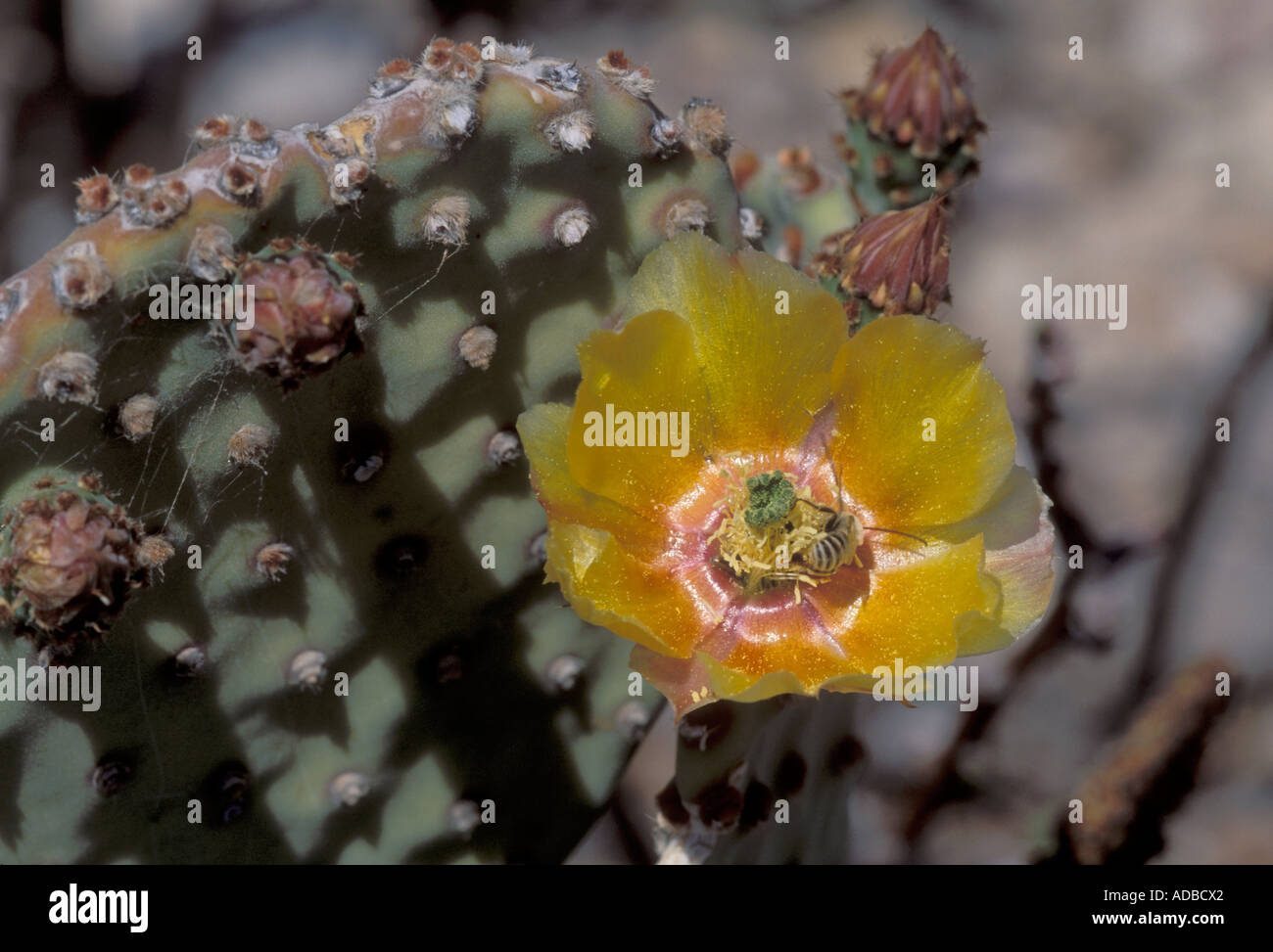 Blinde Feigenkaktus, Opuntia rufida Stockfoto