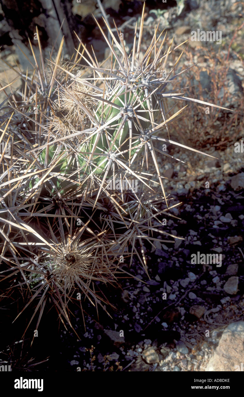 Diamond Cholla, Opuntia Ramosissima, juvenile Pflanze Stockfoto