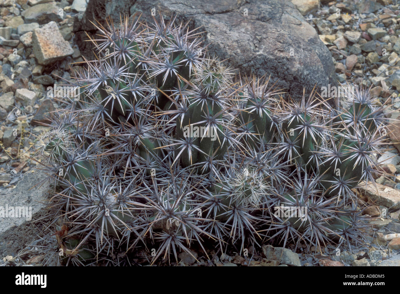 Grusonia invicta Fotos und Bildmaterial in hoher Auflösung Alamy