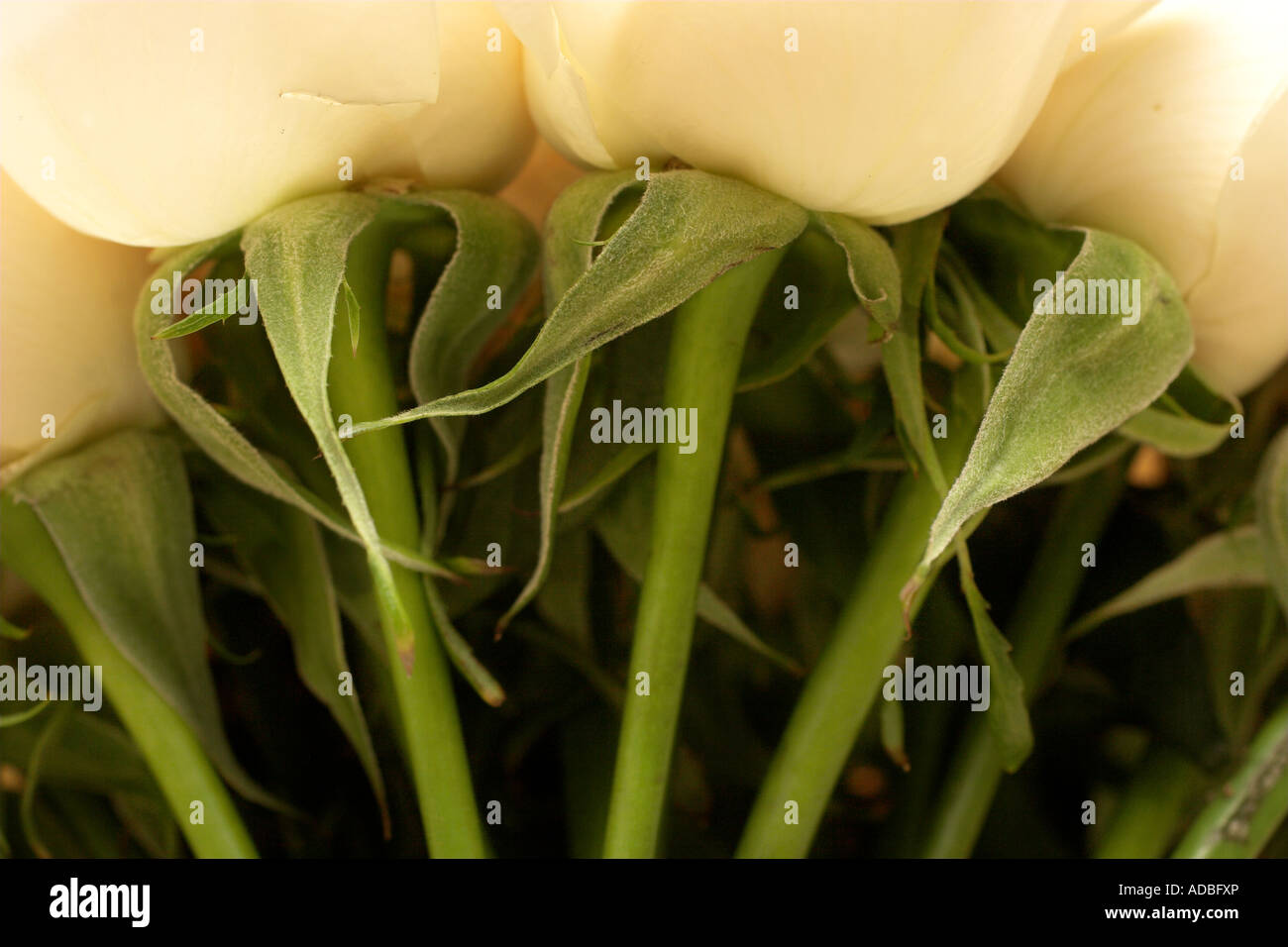 Nahaufnahme von Rosen in einem Brautstrauß Stockfoto