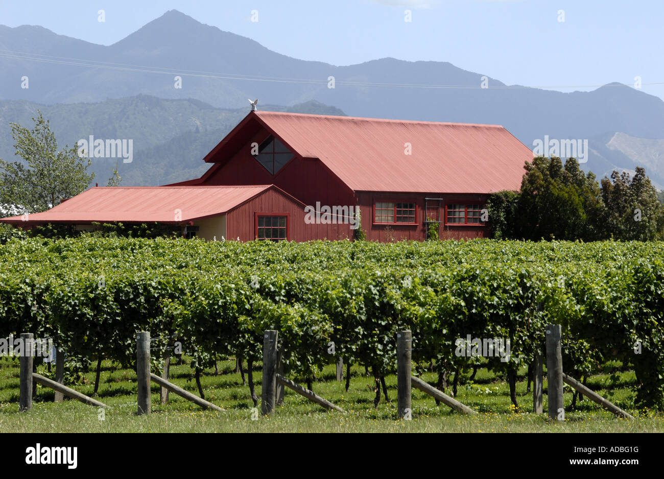 Weinberge Blenheim Südinsel Neuseeland Stockfoto