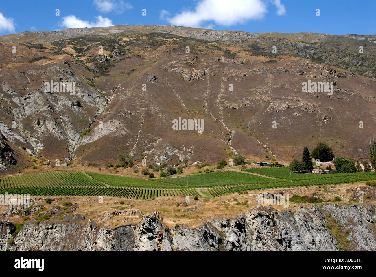 Weingut Kawarau Gorge Südinsel Neuseeland Stockfoto