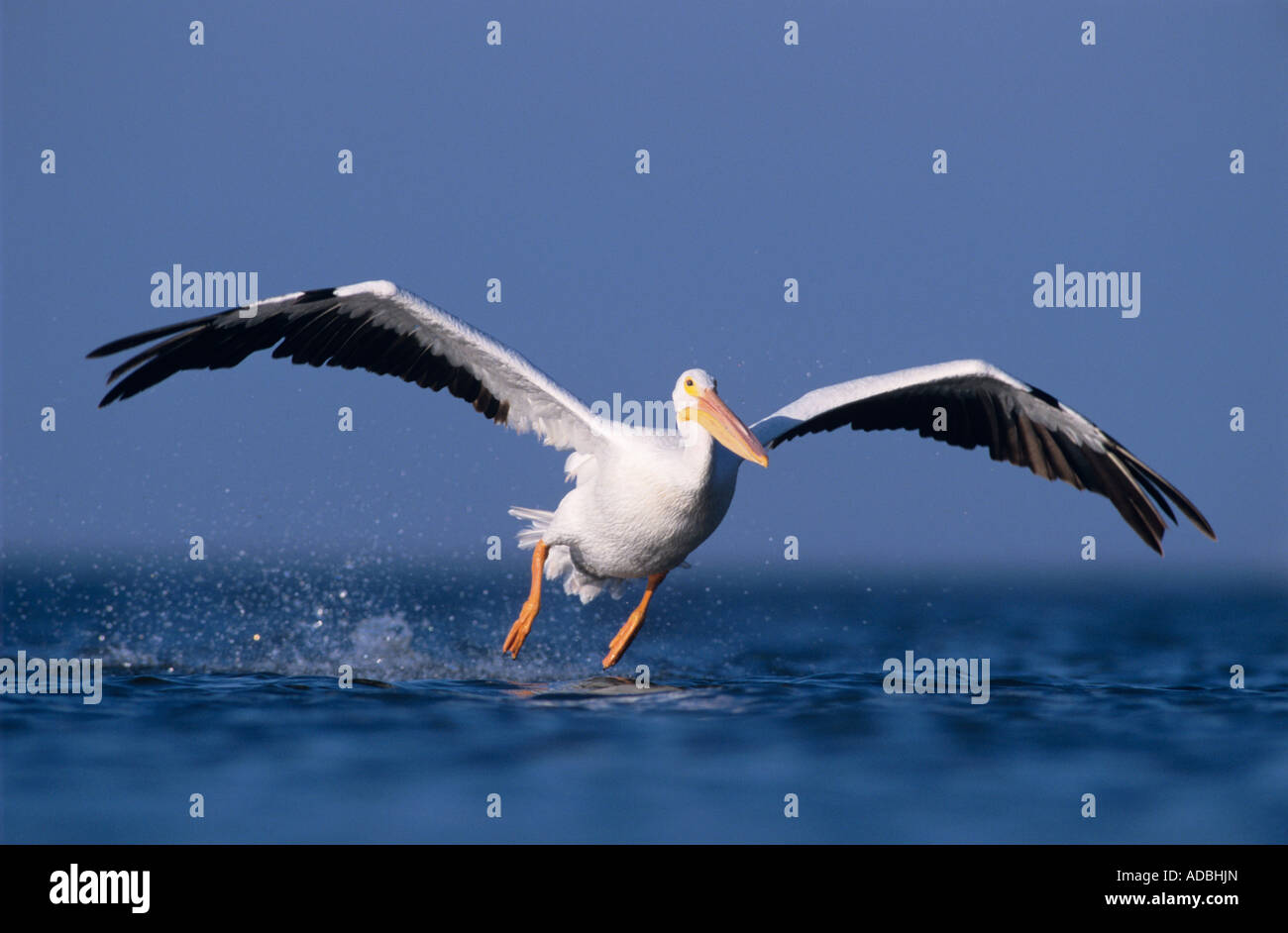 Amerikanischer weißer Pelikan Pelecanus Erythrorhynchos Erwachsener im Flug abheben Rockport, Texas USA Dezember 2003 Stockfoto