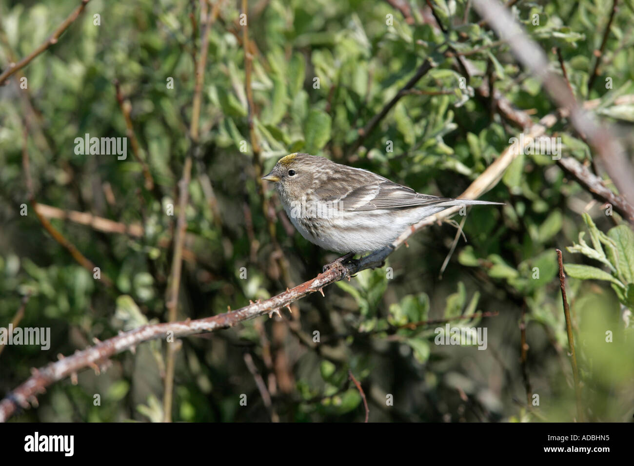 Geringerem Redpoll, Zuchtjahr Kabarett, einzelnes Männchen auf Zweig, Coll, Hebriden, Schottland Stockfoto