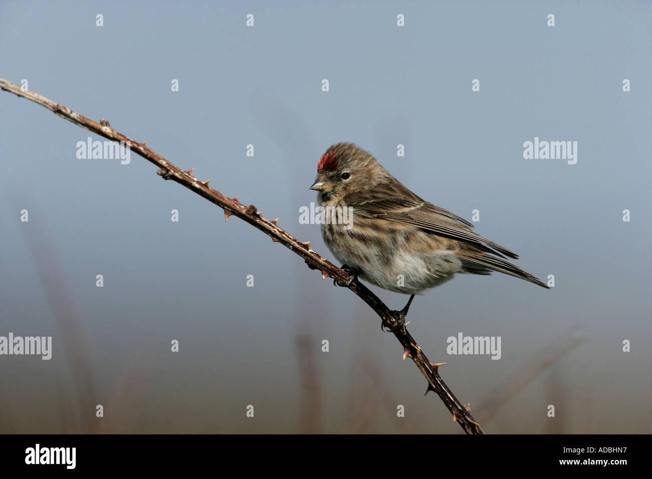 Geringerem Redpoll, Zuchtjahr Kabarett, einzelnes Männchen auf Zweig, Coll, Hebriden, Schottland Stockfoto