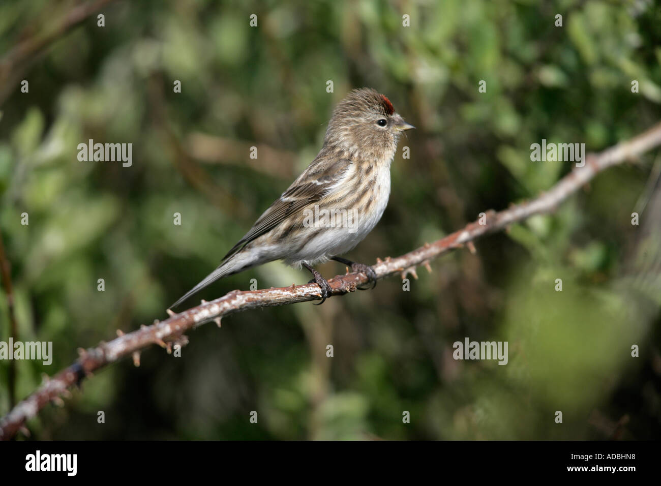 Geringerem Redpoll, Zuchtjahr Kabarett, einzelnes Männchen auf Zweig, Coll, Hebriden, Schottland Stockfoto