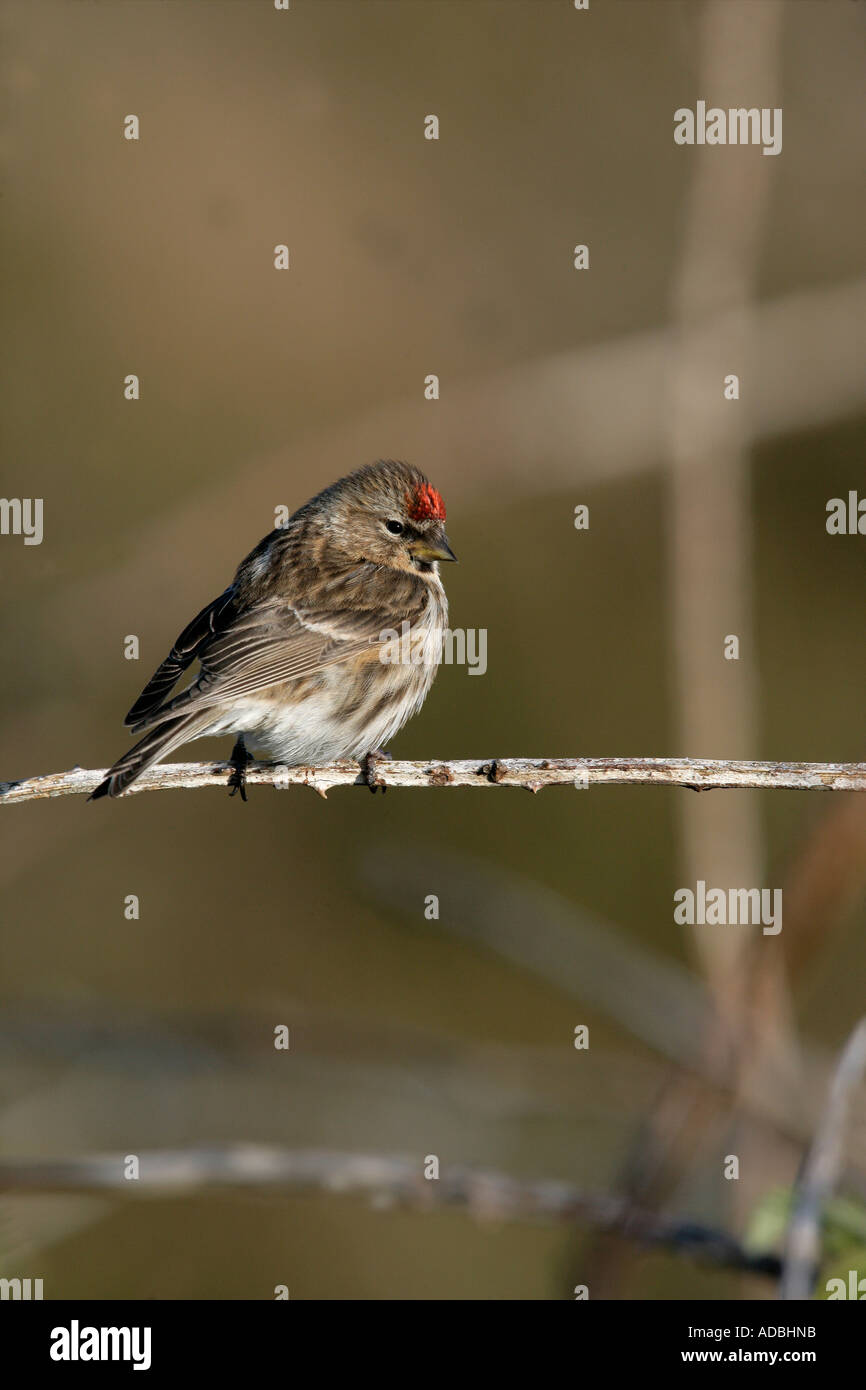 Geringerem Redpoll, Zuchtjahr Kabarett, einzelnes Männchen auf Zweig, Coll, Hebriden, Schottland Stockfoto