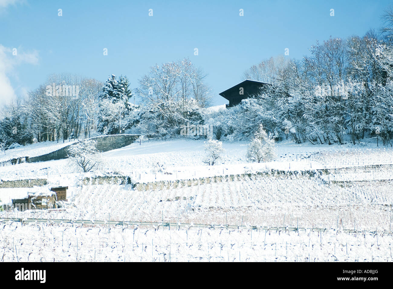 Schweiz, Waadt Kanton, Weinberge und Chalet im Schnee Stockfoto