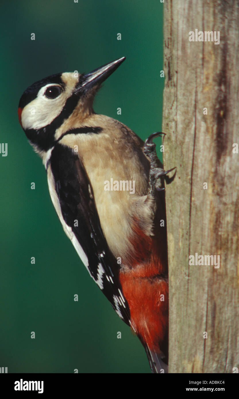 Ein Buntspecht (Dendrocopos großen) auf einem Baum im Vereinigten Königreich Stockfoto