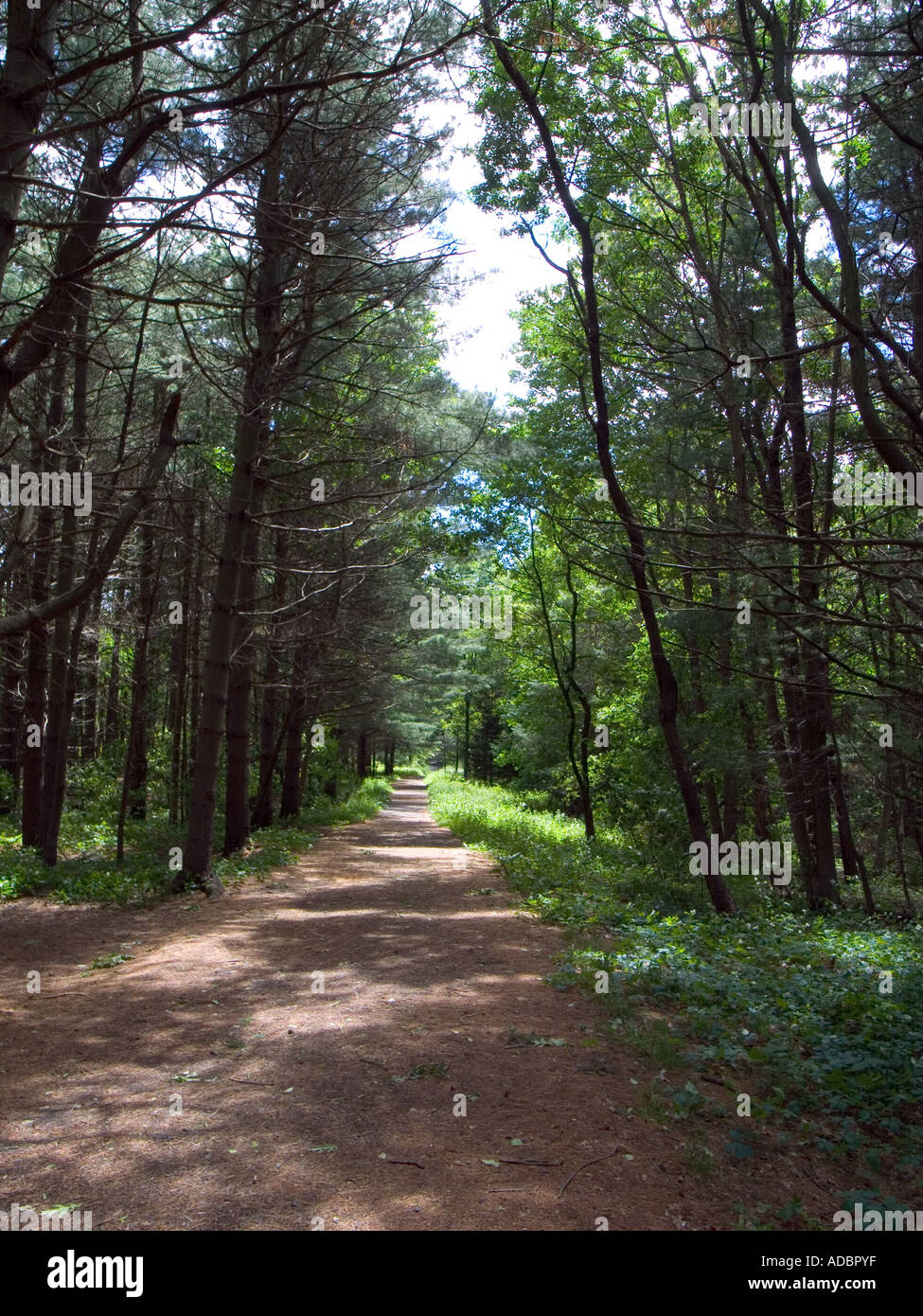 Weg durch einen schattigen Wald mit Bäumen und Grünflächen. Geheimnisvolle Reise. Stockfoto