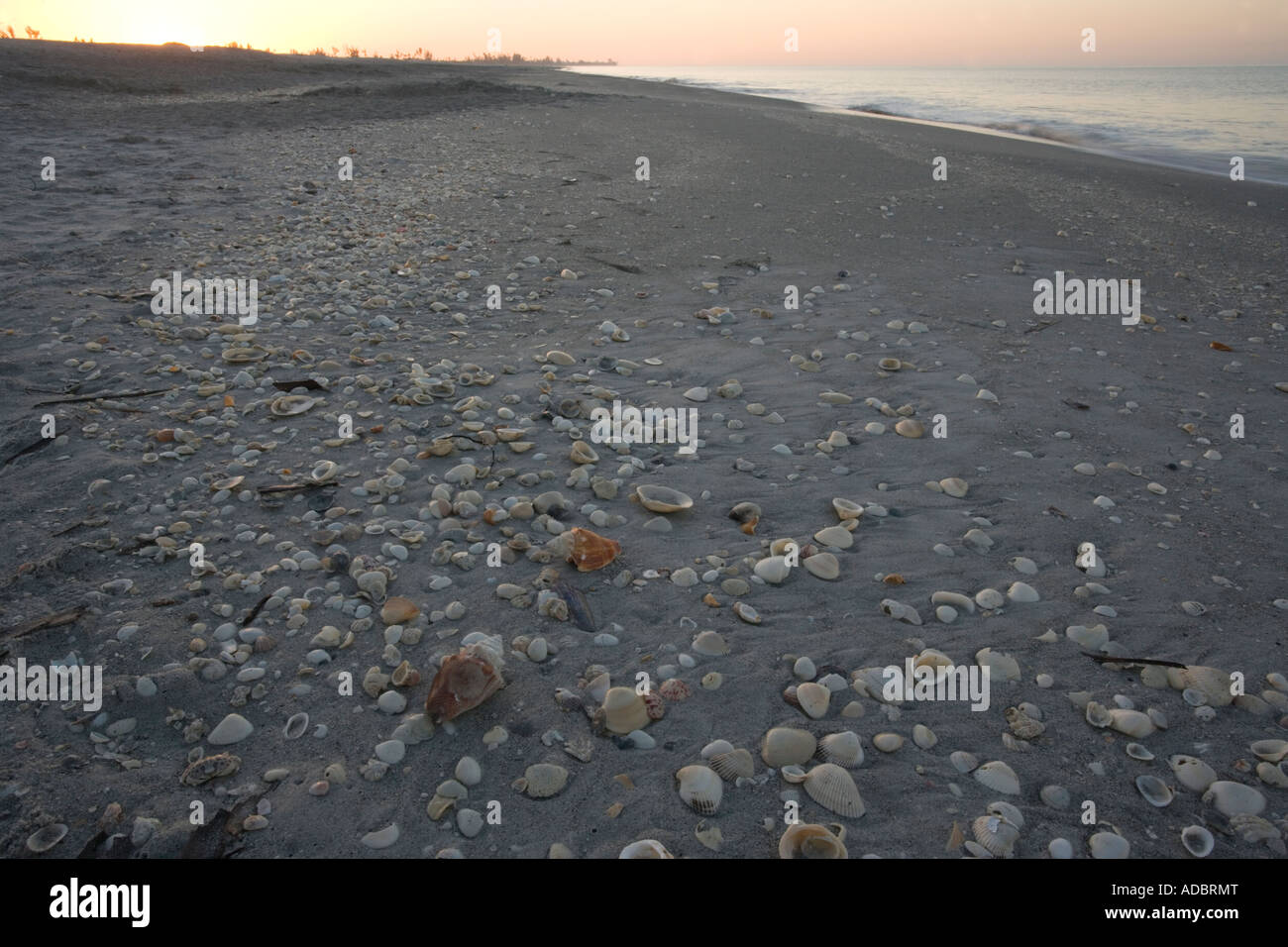 Schale überdachten Strand bei Sonnenaufgang, Sanibel Island, Florida, USA Stockfoto
