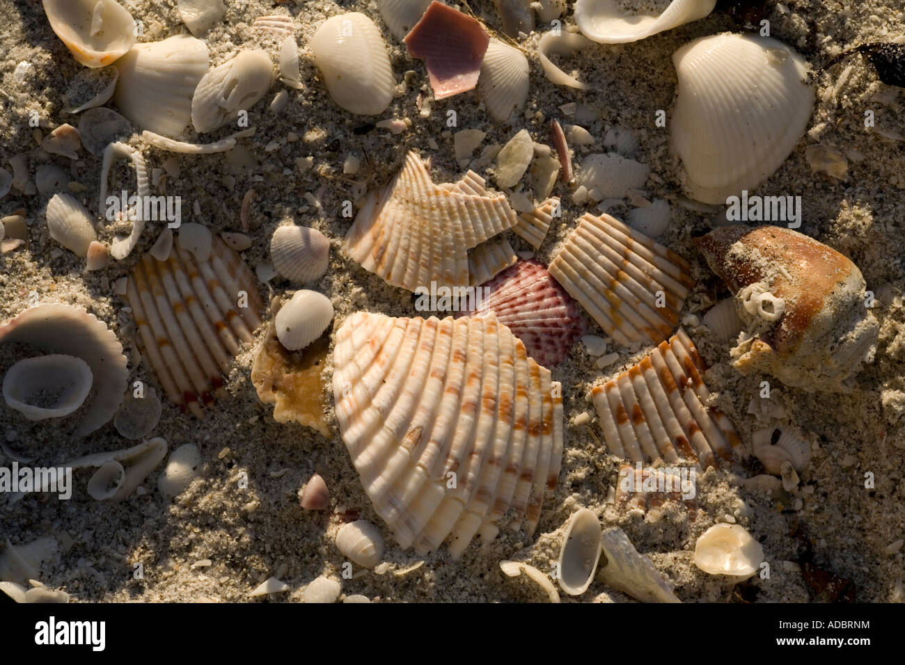 Muscheln am Strand von Bowman auf Sanibel Island Florida gut bekannten Shell Strand Stockfoto