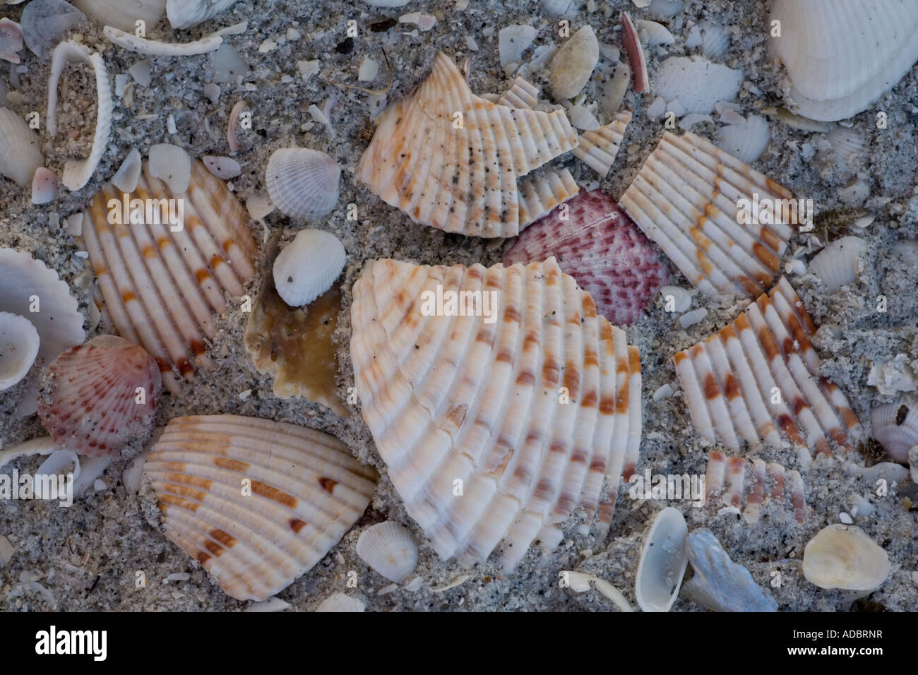 Muscheln am Strand von Bowman auf Sanibel Island Florida gut bekannten Shell Strand Stockfoto