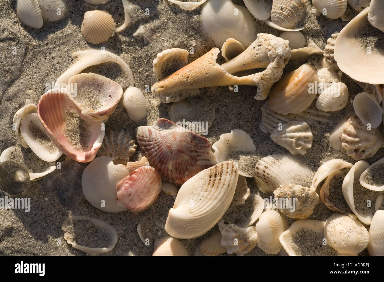 Muscheln auf Bowmans Beach, Sanibel Island, Florida, USA Stockfoto