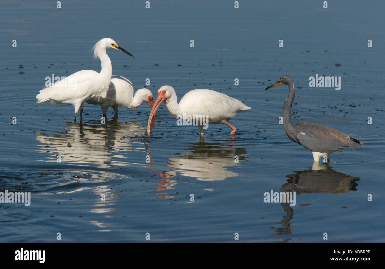 Weißer Ibis Snowy Reiher und dreifarbigen Heron Fütterung zusammen Ding Darling Reserve Stockfoto
