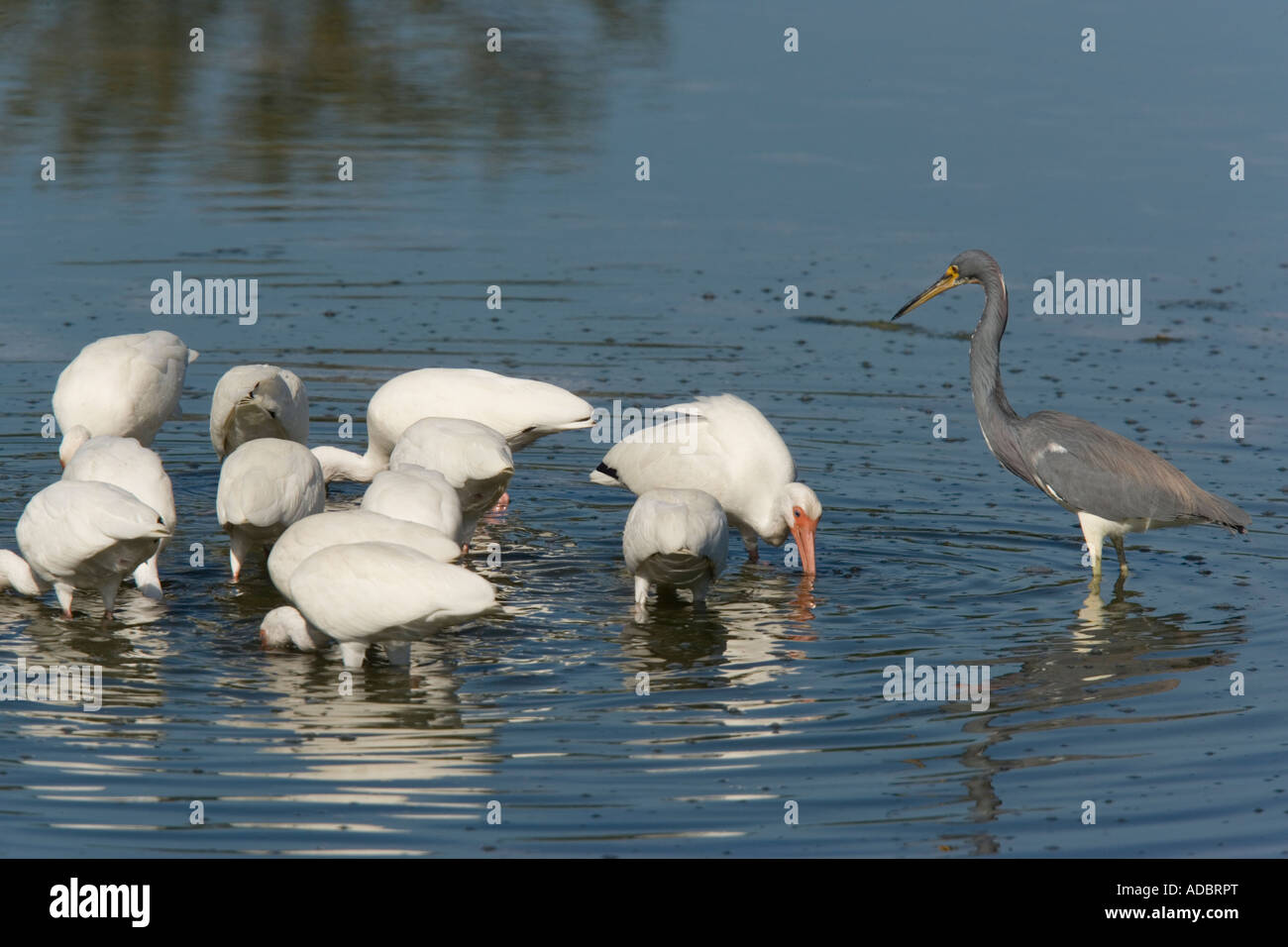 Gruppe der weißen Ibis Fütterung beobachtet von dreifarbigen Heron Ding Darling reserve Stockfoto