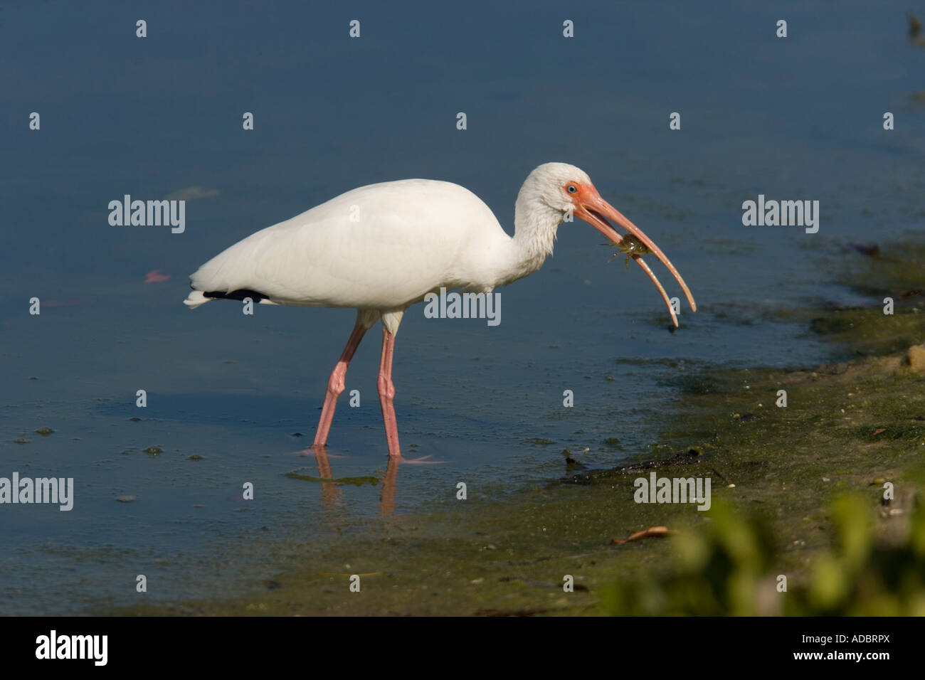 Weißer Ibis Fütterung auf eine brackige Lagune Eudocimus albus Stockfoto