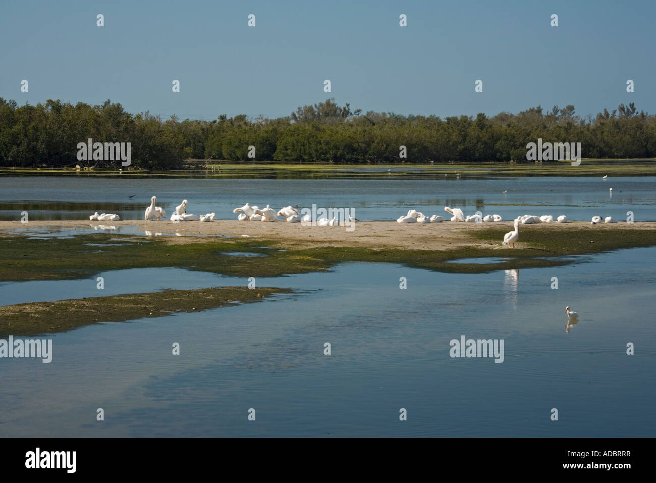 Ding Darling Reserve Florida Überblick über eine Lagune mit Gruppe von amerikanischen weiße Pelikane Stockfoto