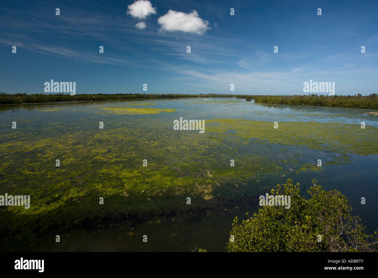 Lagune mit Algen, J. N. "Ding" Darling National Wildlife Refuge, Sanibel Island, Florida, USA Stockfoto