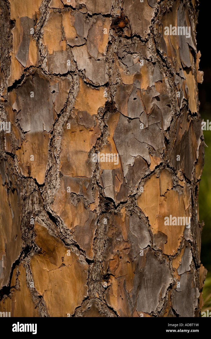 Rinde der Schrägstrich Kiefer Pinus elliottii Stockfoto