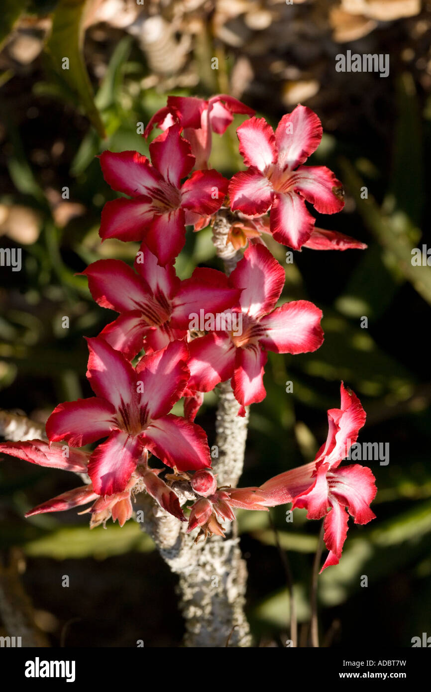 Wüstenrose Adenium multiflorum schöner Wüstenstrauch, der mit Periwinklen verwandt ist Weit verbreitet Stockfoto