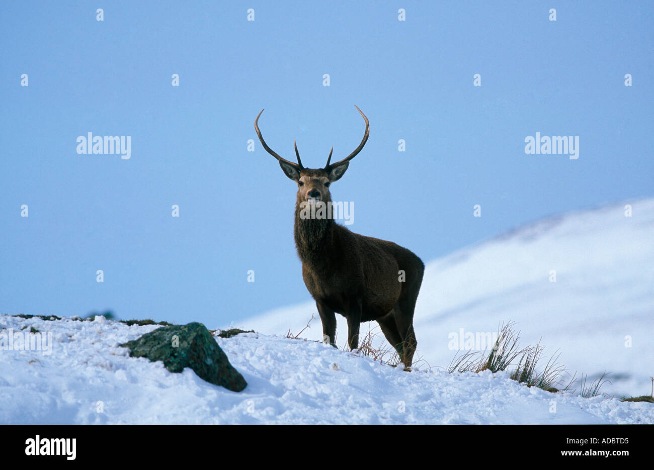 Rothirsch Hirsch stehend auf einem Hügel Stockfoto