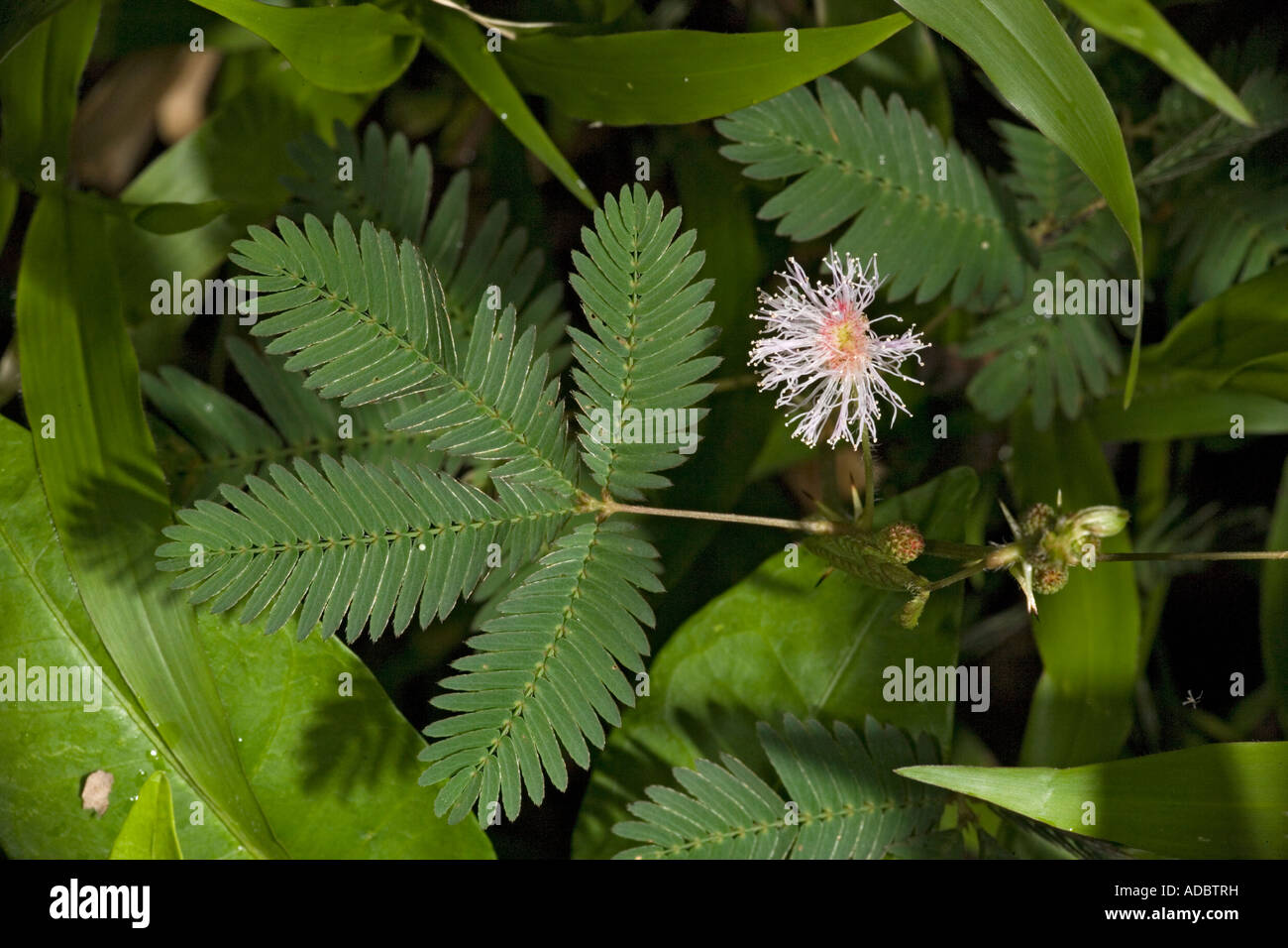 Empfindliche Pflanze, in Blume Mimosa pudica Stockfoto