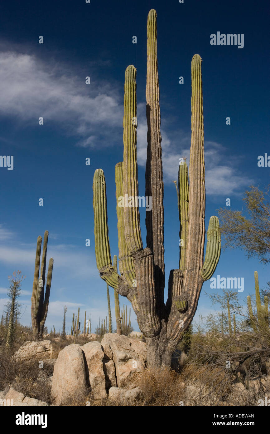 Cardon Kaktus im Kaktus reichen Teil der Sonora-Wüste auf der Westseite von Baja California, Mexiko Stockfoto