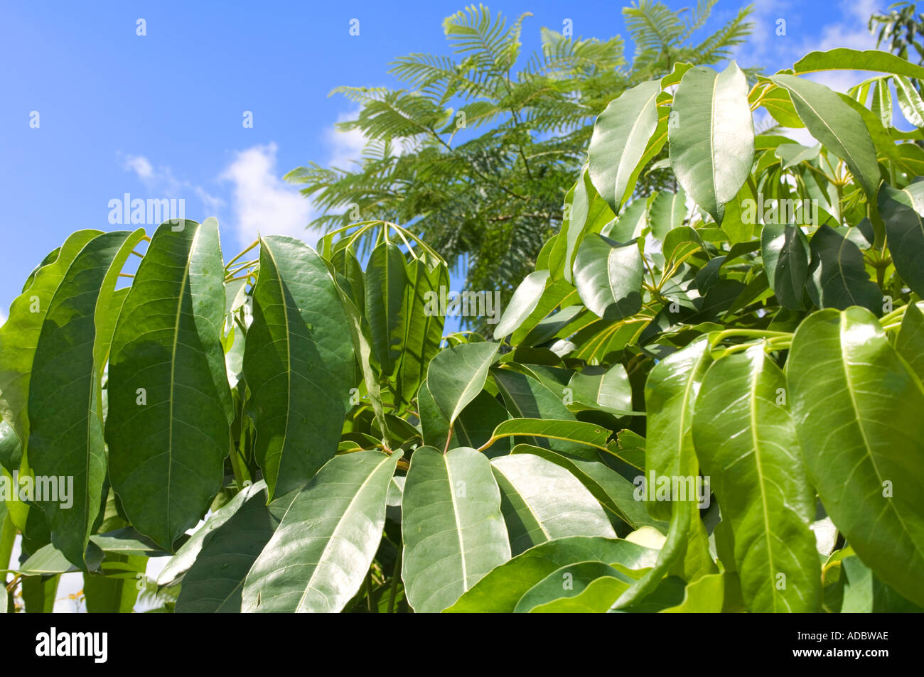 Blätter der Schefflera Zierbaum, auch genannt Umbrella Tree in Florida Stockfoto