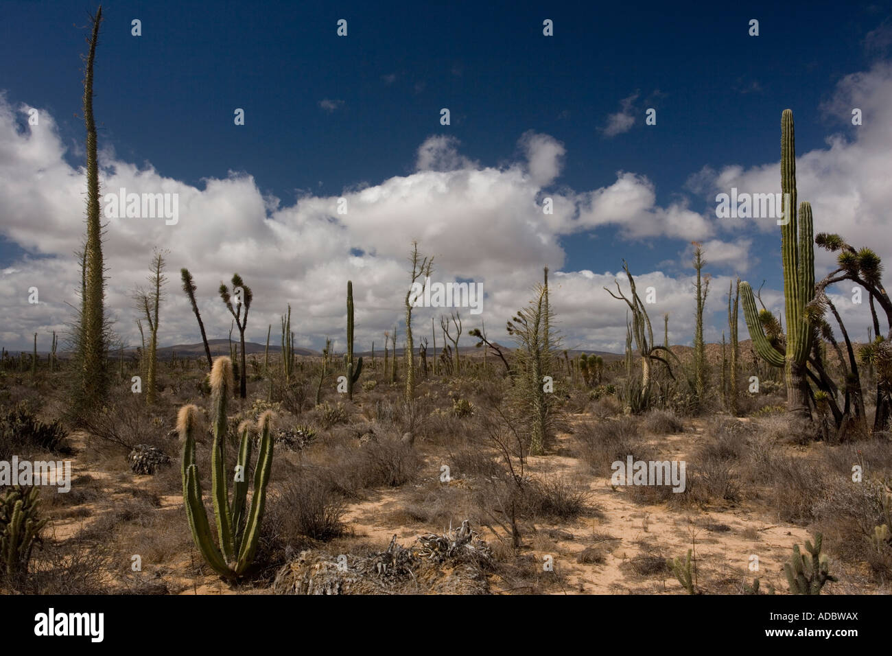 Kaktus reichen Teil der Sonora-Wüste auf der Westseite der Baja California mit Greis Kaktus Cardon Boojum Bäume chollas Stockfoto