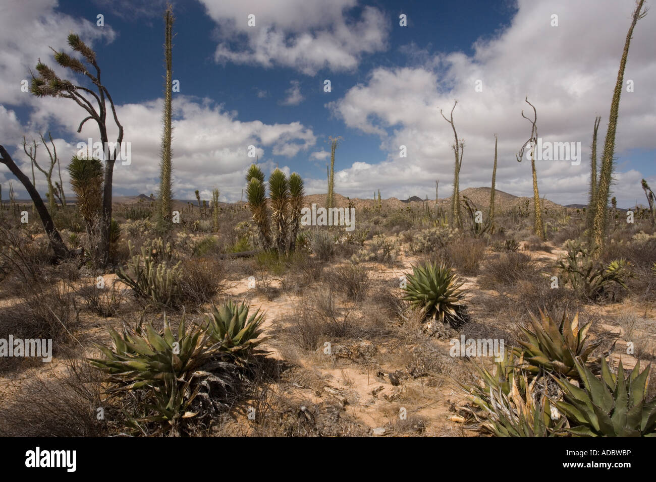 Kaktus reichen Teil der Sonora-Wüste auf der Westseite der Baja California Mexiko Stockfoto
