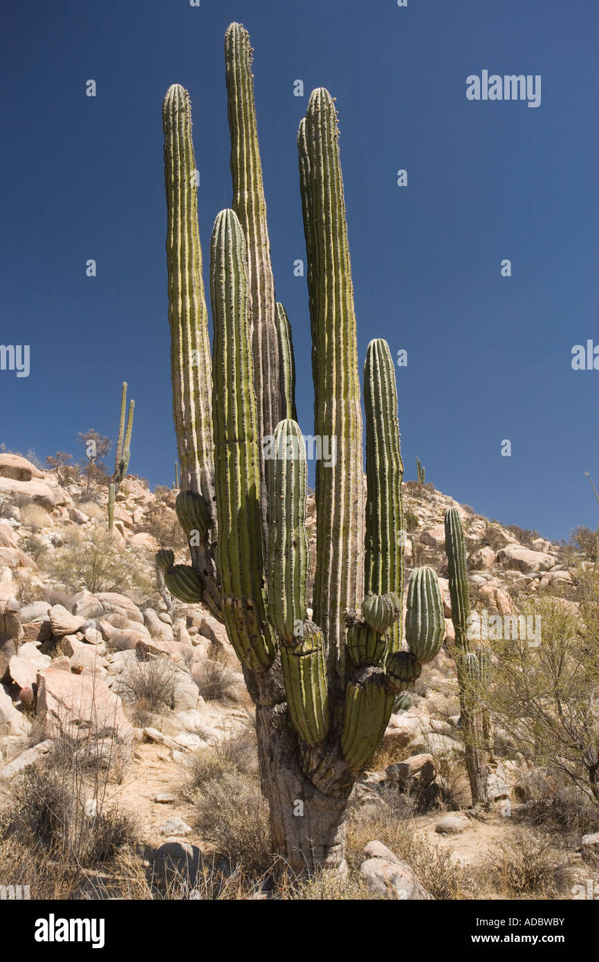 Cardon Kaktus Pachycereus Pringlei in Kakteen reichen Teil der Sonora-Wüste auf der Westseite der Baja California Stockfoto
