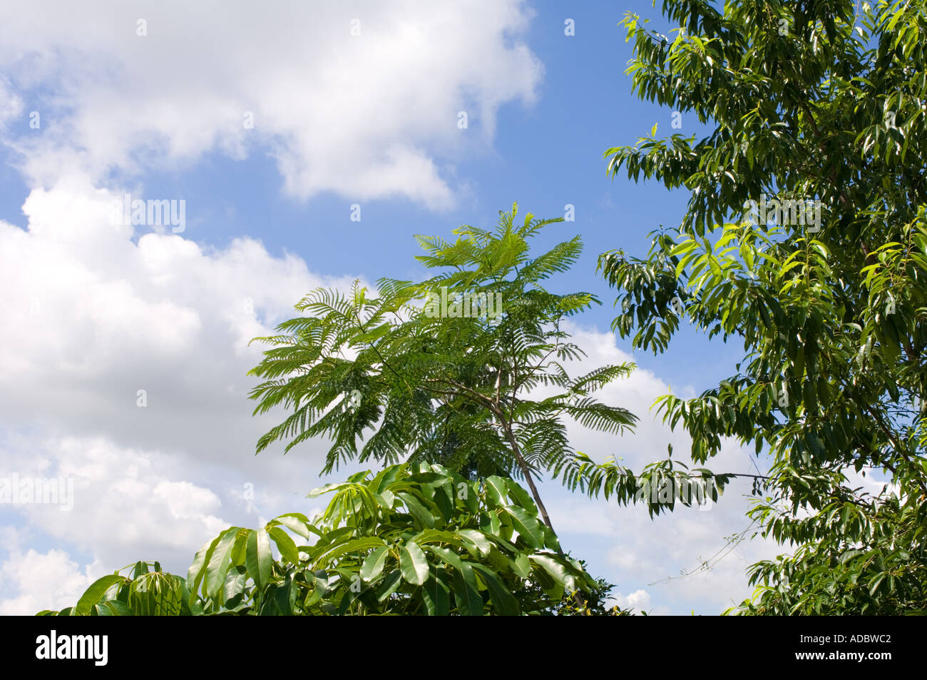 wilden Dschungel Laub in Südamerika Stockfoto