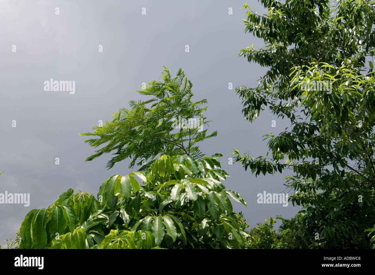 tropische Dschungel Laub in Südamerika mit stürmischen Himmel Stockfoto