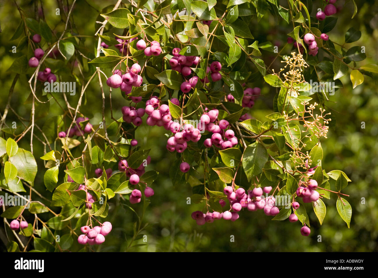 Lilly pilly mit Beeren Acmena smithii Stockfoto